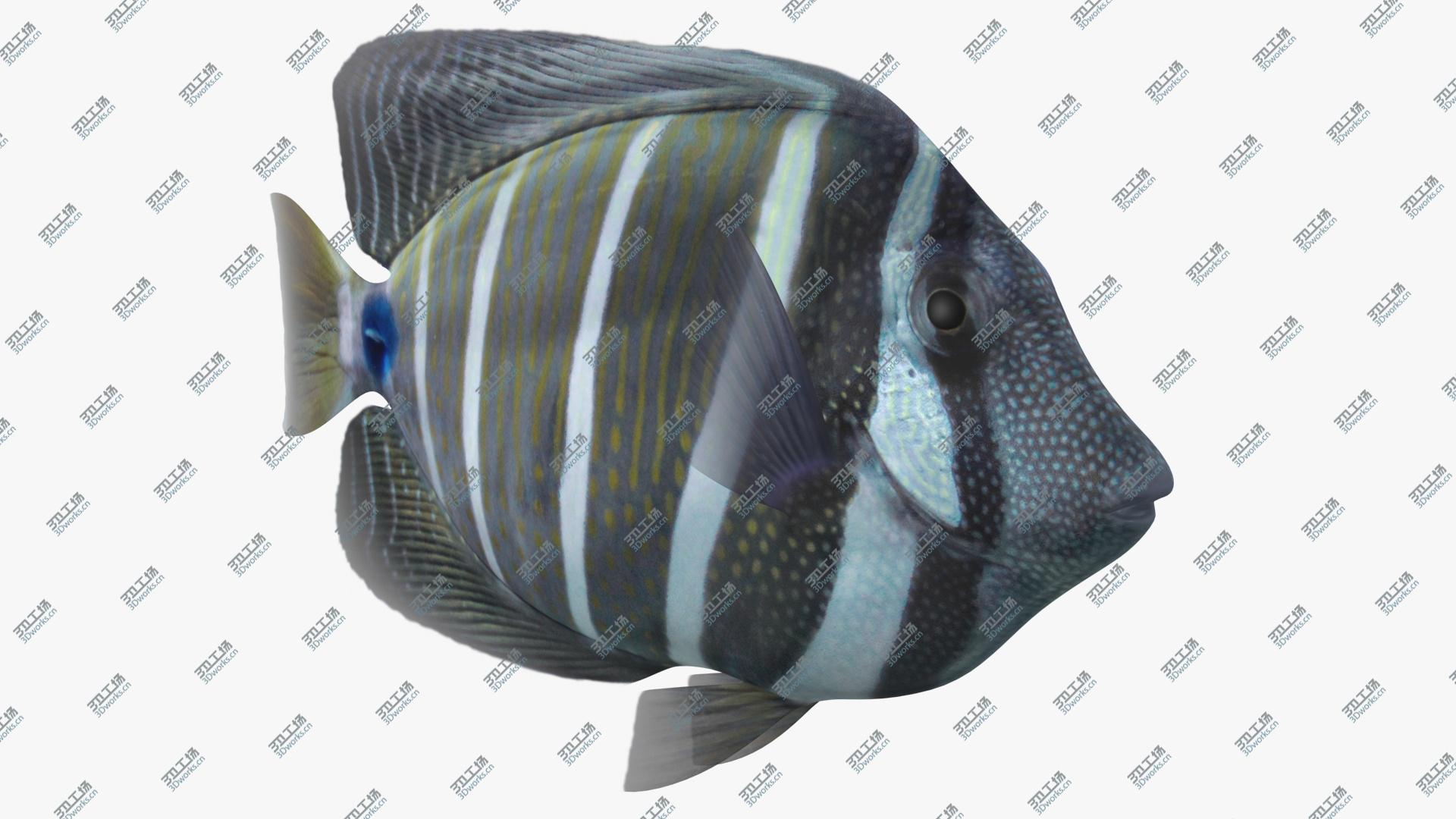 images/goods_img/202105071/Sailfin Tang Animated 3D model/1.jpg